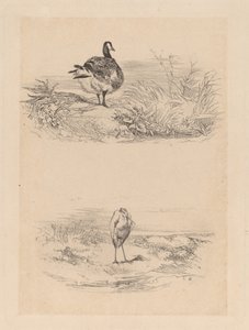 Gans, Reiger door Karl Bodmer