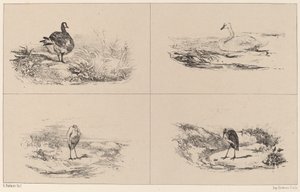 Ganzen, Zwanen, Reigers
