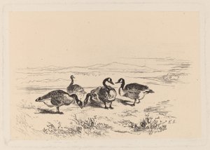 Brandganzen door Karl Bodmer