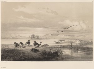 Wilde Ganzen door Karl Bodmer