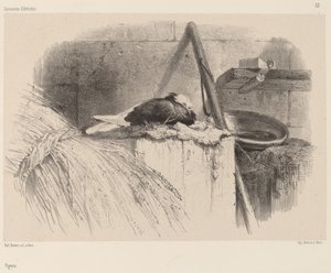 Duif door Karl Bodmer