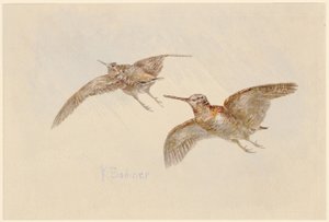  door Karl Bodmer