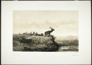 De ochtend: Herten en hinden door Karl Bodmer