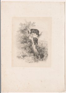 Twee beren in een boom door Karl Bodmer