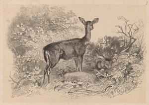 Een Hert door Karl Bodmer