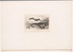 Vliegende arend door Karl Bodmer