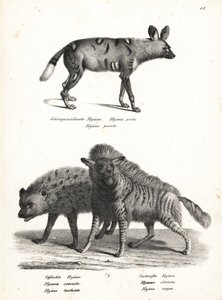 Afrikaanse wilde hond, gevlekte hyena en gestreepte hyena. Lithografie door Karl Joseph Brodtmann uit Heinrich Rudolf Schinz