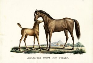 Arabisch paard met vogel, 1824 door Karl Joseph Brodtmann