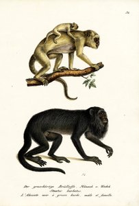 Zwarte brulapen, 1824