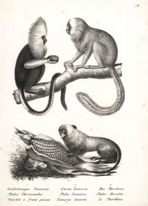 Buffy-kopmarmoset, Callithrix flaviceps (bedreigd) 1, en gouden leeuwaapje, Leontopithecus rosalia (bedreigd) 2,3. Lithografie door Karl Joseph Brodtmann uit Heinrich Rudolf Schinz