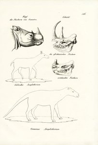 Hoofd van Sumatra-neushoorn, 1824 door Karl Joseph Brodtmann