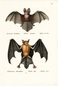 Holgezichtvleermuis, 1824