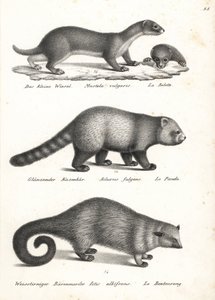 Kleine wezel, Mustela nivalis 1, rode panda, Ailurus fulgens 2, kwetsbaar, en beerkat, Arctictis binturong 3, kwetsbaar. Lithografie door Karl Joseph Brodtmann uit Heinrich Rudolf Schinz