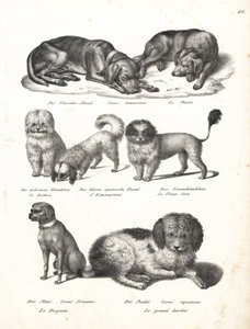 Lurcher of matin hond, Canis laniarius, Bichon, Spaanse hond, Chow Chow, Mopshond, Canis fricator, en Poedel of waterjachthond, Canis aquaticus. Lithografie door Karl Joseph Brodtmann uit Heinrich Rudolf Schinz