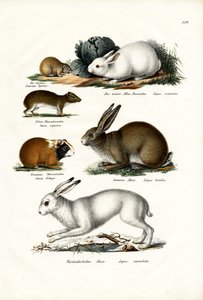 Ogotona Haas, 1824