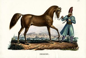 Perzisch paard, 1824