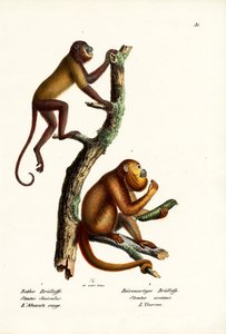Rode Brulapen, 1824