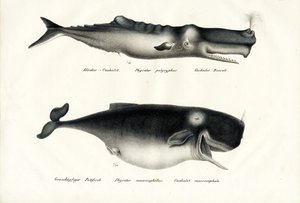 Potvissen, 1824
