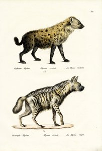 Gevlekte Hyena, 1824 door Karl Joseph Brodtmann