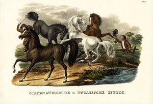 Transsylvanische en Hongaarse paarden, 1824