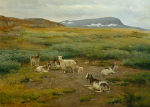 Geiten in het gras