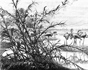 Een parlement van vogels op het Menaleh-meer, 1880