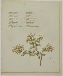 Valeriaan door Volkamenia, uit De Verlichte Taal van Bloemen door Kate Greenaway