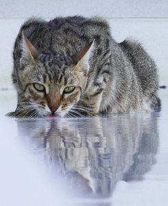 Coole kat, 2022, foto