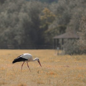 Heron Pagode, 2021 (foto) door Katha Wood
