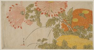 Chrysanten
