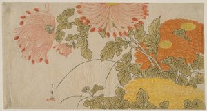 Chrysanten, c.1780 door Katsukawa Shunsho