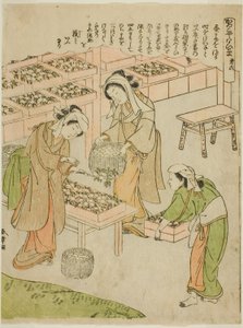 Plaat 6 (Onderzoek van de Nieuw Gesponnen Cocons), uit de serie "Kaiko Yashinai-gusa" door Katsukawa Shunsho