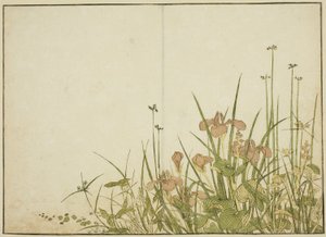 Zomerbloemen: Irissen en Waterweegbree, uit het boek 