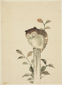Slapende Uil op een Stronk door Katsushika (school of) Hokusai