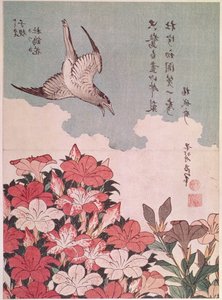 Azalea