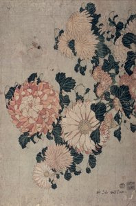 Chrysanten