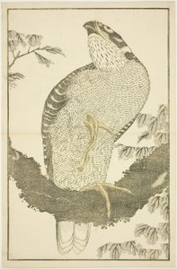 Havik, uit Het Prentenboek van Realistische Schilderijen van Hokusai (Hokusai shashin gafu) door Katsushika Hokusai