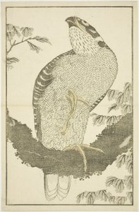 Havik, uit Het Prentenboek van Realistische Schilderijen van Hokusai (Hokusai shashin gafu) door Katsushika Hokusai