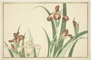 Iris, uit Het Prentenboek van Realistische Schilderijen van Hokusai (Hokusai shashin gafu)