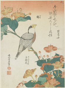 Japanse Diksnavel en Vier-uur-bloemen, c. 1833