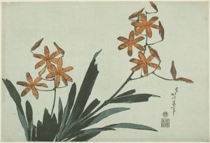 Oranje orchideeën, uit een ongetitelde serie bloemen door Katsushika Hokusai