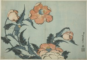 Klaprozen, uit een ongetitelde serie bloemen