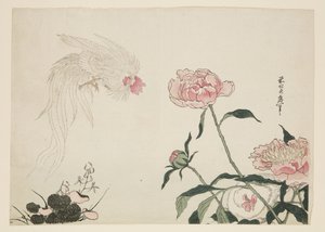 Langstaart hanen tussen bloemen