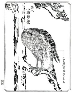 Een havik, 1898 door Kawanabe Kyosai