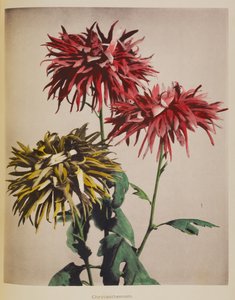 Chrysant