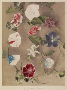 Groep van Morning Glories