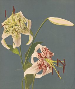 Lelies, 1897 door Kazumasa Ogawa