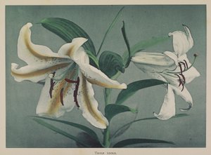 Lily door Kazumasa Ogawa