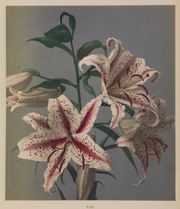 Lily door Kazumasa Ogawa