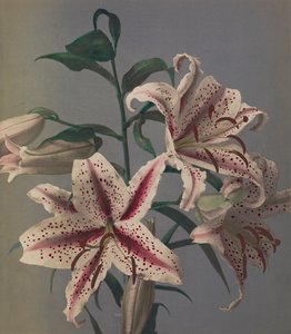 Lelie, 1896 door Kazumasa Ogawa